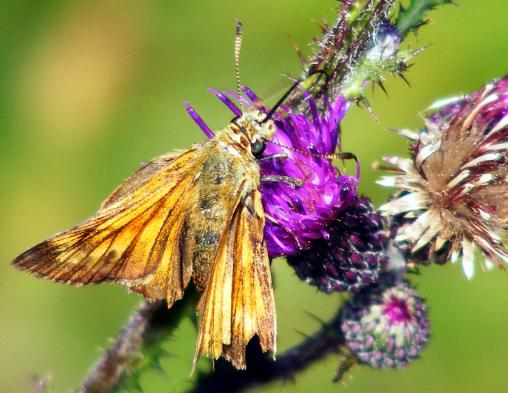 2011-07-ehe-Dickkopffalter - Odenwald