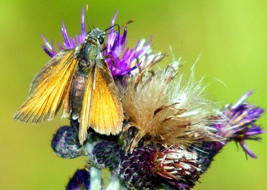 2011-07-ehg-Dickkopffalter - Odenwald