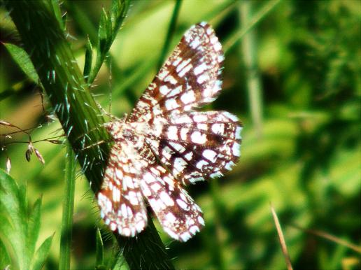 2011-07-ej-Spanner - Odenwald