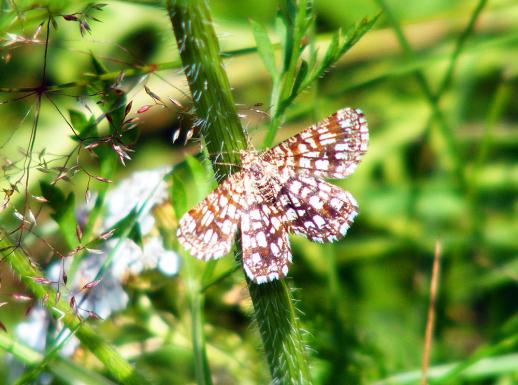 2011-07-eja-Spanner - Odenwald