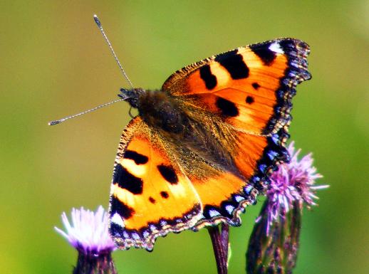 2011-07-ema-Kleiner Fuchs - Odenwald