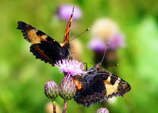 2011-07-emb-Kleiner Fuchs - Odenwald