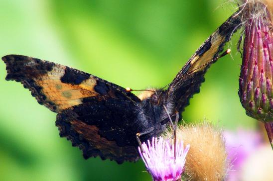 2011-07-emc-Kleiner Fuchs - Odenwald