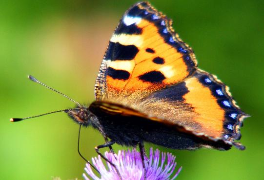 2011-07-eme-Kleiner Fuchs - Odenwald