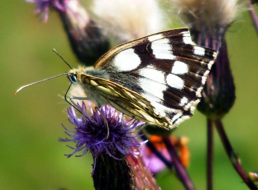 2011-07-eo-Damenbrett - Odenwald