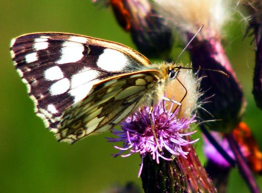 2011-07-eoa-Damenbrett - Odenwald