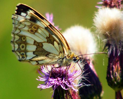 2011-07-eob-Damenbrett - Odenwald