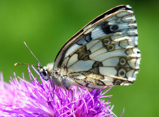 2011-07-eoc-Damenbrett - Odenwald