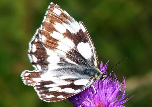 2011-07-eod-Damenbrett - Odenwald