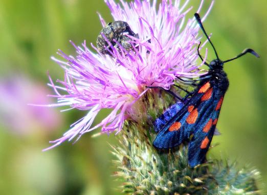 2011-07-epa-Erdeichel-Widderchen - Odenwald