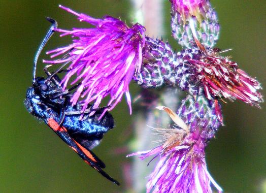 2011-07-epe-Erdeichel-Widderchen - Odenwald