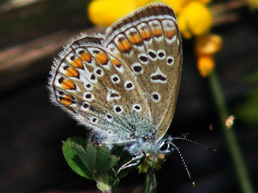 2011-07-era-Dunkelbrauner Bläuling - Odenwald