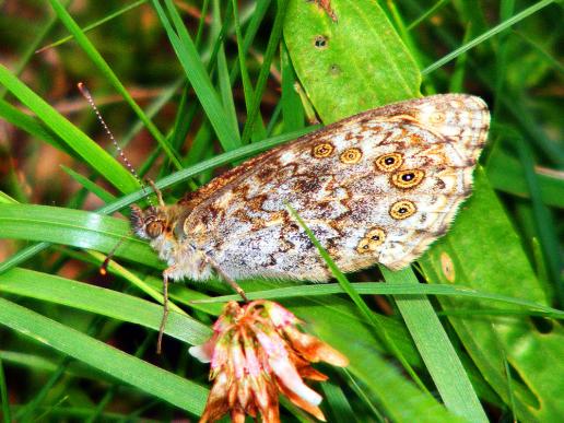 2011-07-ff-Dunkelbrauner Bläuling - Odenwald