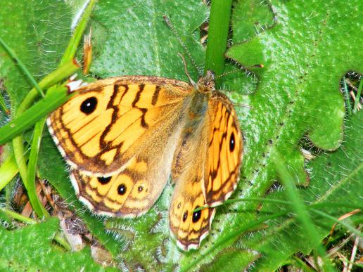 2011-07-fg-Waldbrettspiel - Odenwald