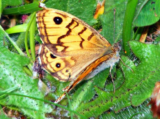 2011-07-fga-Waldbrettspiel - Odenwald