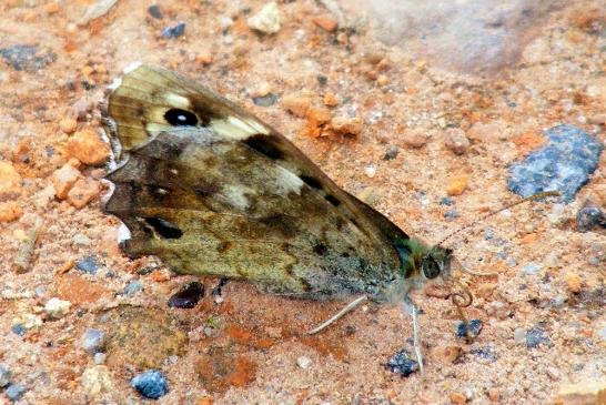 2011-07-fn-Brombeerzipfelfalter - Odenwald