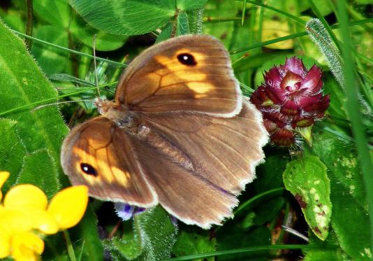 2011-07-fp-Ochsenauge - Odenwald