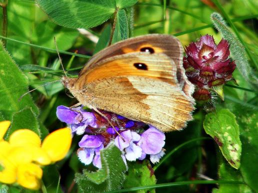 2011-07-fpa-Ochsenauge - Odenwald