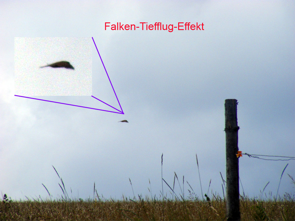 2011-07-g-keine B-2 im Anflug sondern Turmfalke im Tiefflug