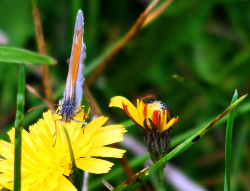 2011-07-ge-Kleiner Heufalter - Odenwald