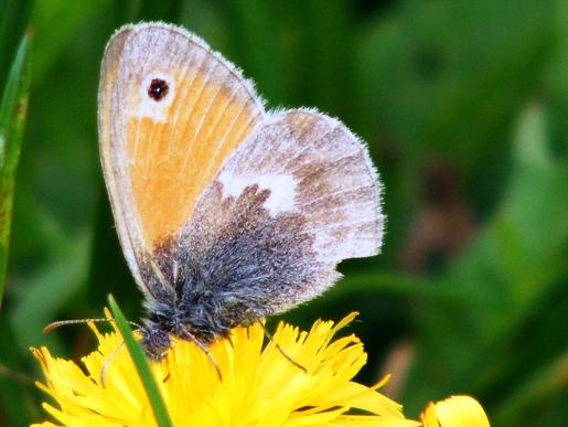 2011-07-gea-Kleiner Heufalter - Odenwald