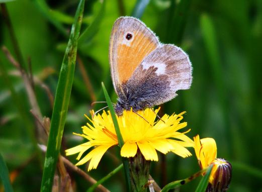 2011-07-geb-Kleiner Heufalter - Odenwald