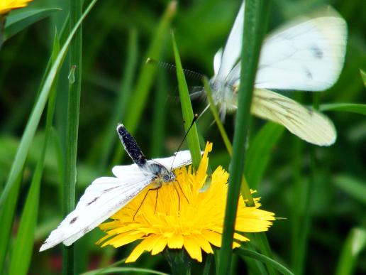 2011-07-ggba-Kleiner Kohlweißling - Odenwald