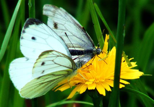 2011-07-ggbb-Kleiner Kohlweißling - Odenwald