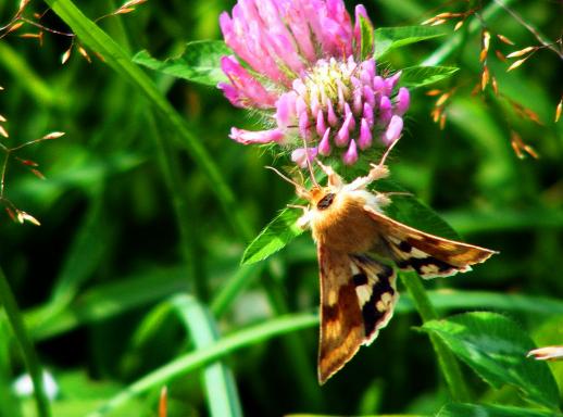 2011-08-ag-Eulenfalter - Odenwald