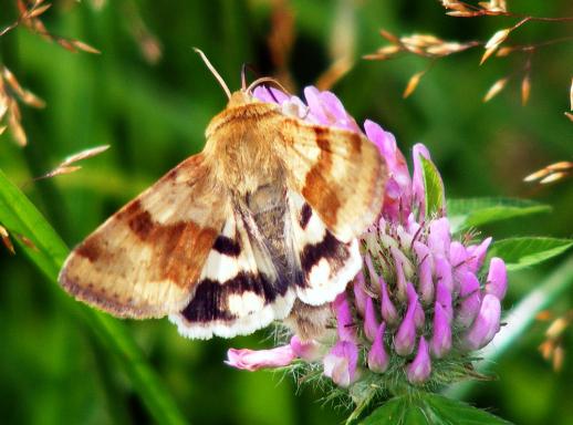 2011-08-aga-Eulenfalter - Odenwald