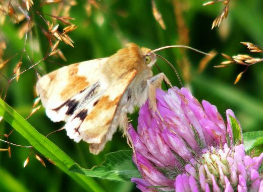 2011-08-agb-Eulenfalter - Odenwald