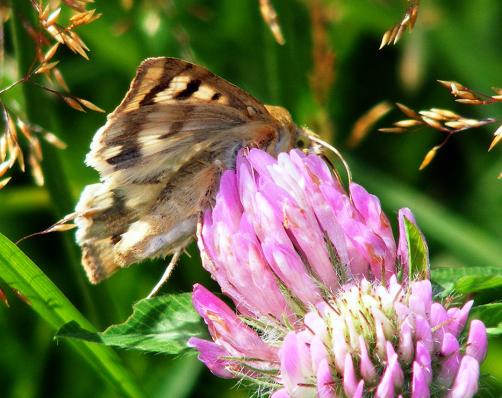 2011-08-agc-Eulenfalter - Odenwald