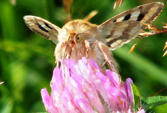 2011-08-agd-Eulenfalter - Odenwald