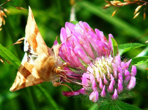 2011-08-age-Eulenfalter - Odenwald