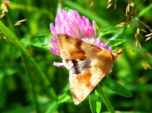 2011-08-agf-Eulenfalter - Odenwald