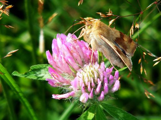 2011-08-agg-Eulenfalter - Odenwald