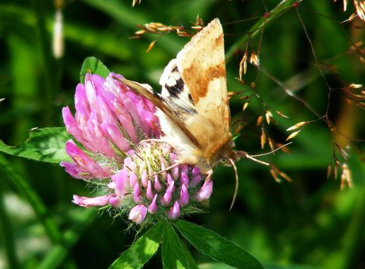 2011-08-agh-Eulenfalter - Odenwald