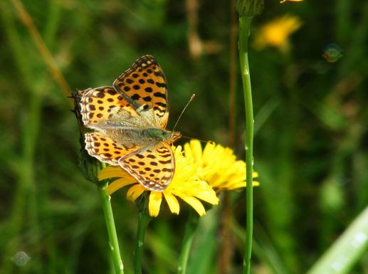 2011-08-al-Veilchen-Perlmutterfalter - Odenwald