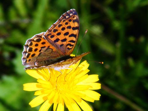 2011-08-ala-Veilchen-Perlmutterfalter - Odenwald