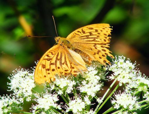 2011-08-bf-Kaisermantel - Odenwald