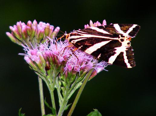 2011-08-ci-Russischer Bu00e4r - Odenwald