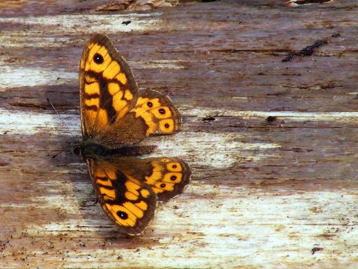 2011-08-cm-Waldbrettspiel - Odenwald