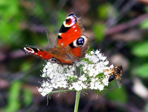 2011-08-cmia-Tagpfauenauge - Odenwald