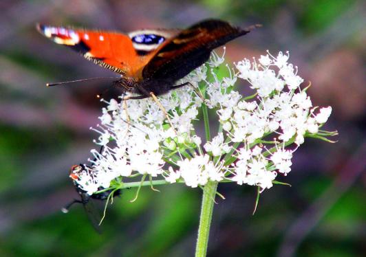 2011-08-cmib-Tagpfauenauge - Odenwald