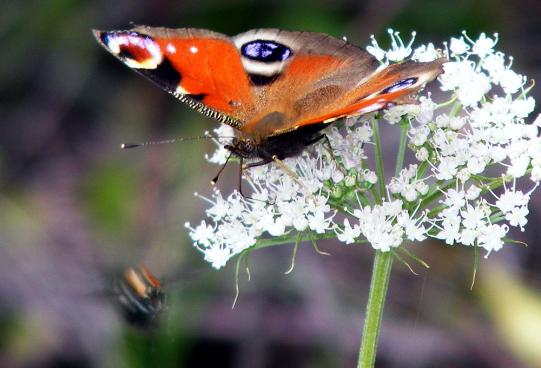 2011-08-cmic-Tagpfauenauge - Odenwald