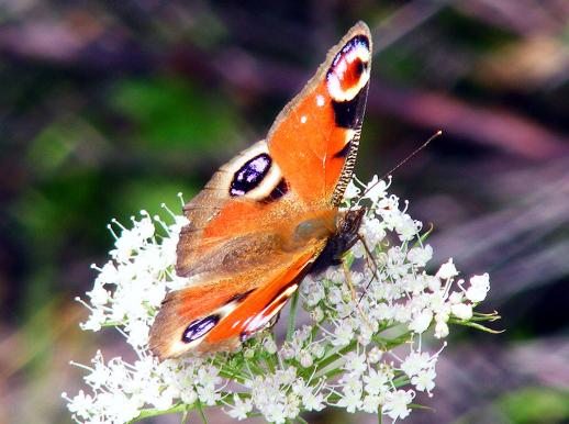 2011-08-cmid-Tagpfauenauge - Odenwald