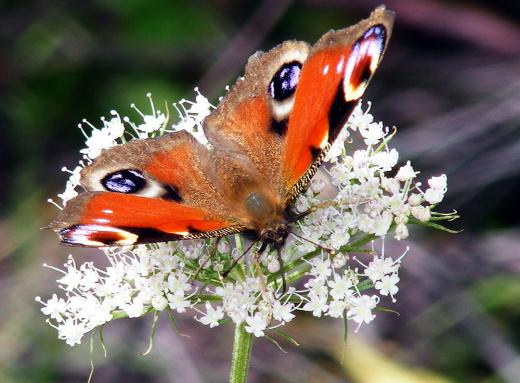 2011-08-cmie-Tagpfauenauge - Odenwald