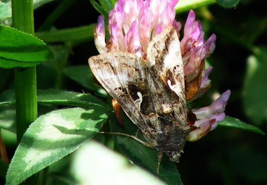 2011-08-cml-Gammaeule - Odenwald