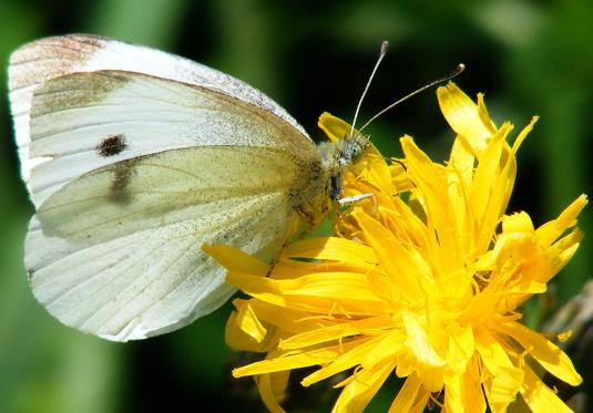 2011-08-cnca-Kleiner Kohlweiu00dfling - Odenwald