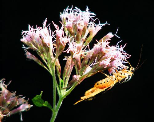 2011-08-cob-Russischer Bu00e4r auf Wasserdost - Odenwald